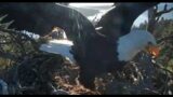 The End Is Here- One Egg Gone, Eagles Jackie & Shadow Heartbroken in Big Bear April 11, 2024