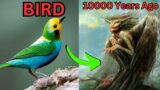 The Evolution of the BIRDS (Every bird Family Explained)