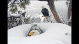 The Morning disguises the Evening of Jackie and Shadow, Bald Eagles in Big Bear April 1 2024