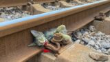 The kitten abandoned on the train tracks thought he could not survive, but a miracle happened .