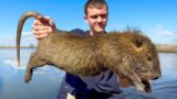 These Invasive Rats are Destroying Louisiana!