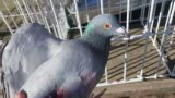 Thirty Two Miles Out. Devriendt Pigeon Comes Home Against All the Odds