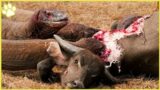 Top 10 Komodo Dragon Attacks on Wild Animals