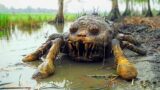 Top 10 Mysterious Things Discovered In The Wetlands Of Louisiana