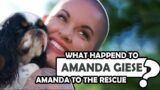 What Is Amanda Giese From Amanda to the Rescue Doing Now In 2024?
