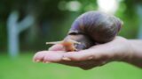 Why African Land Snails Are Dangerous to Humans