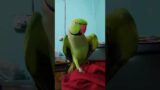 #live #livestream parrot hand shake Bolne wala tota amazing #parrot saying hello #talkingparrot new