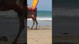 Horse and Camels at Hawks Bay Beach #hawksbay #beach #horse #camel #enjoy #sea #viral #seawaves