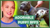 ADORABLE Dalmatian And Pitbull Puppies Are BFFs | Amanda To The Rescue