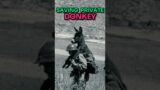 Against All Odds: Soldier Defies Danger to Save Injured Donkey! 1958