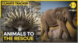 Animals to the rescue: These animals are real climate heroes | World News | WION Climate Tracker
