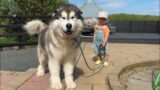 Baby Takes Giant Husky For A Walk, Jump, And Splash – They Are So Cute Together
