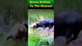 Brave Buffalo to the Rescue! | Brave buffalo scared off predator and saved its own life! #animals