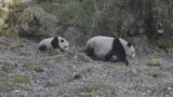 Brown Giant Pandas Seen for 1st Time in 6 Years