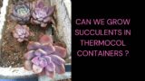 CAN WE GROW SUCCULENTS IN THERMOCOL CONTAINERS ? SUCCULENT CARE TIPS