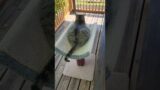 Cats relaxing on a hot day #catvideo #bellathekitten #mallorythecat #catbehavior