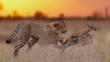 Cheetah Survive in the wild Savannah Against all odds | Raising Cheetah Cubs | Cheetah Documentary