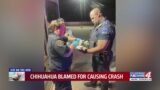 Chihuahua blamed for causing crash, paramedics to the rescue