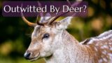 Deer Repellents Don't Work – How Can You Keep Deer From Eating Your Plants?