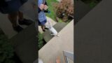 Dog Loves to Get the Mail #sweetdog #funnydogs #cutedog #mailman #mailtime #happydog #adorable