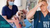 Dog loses ear in worst attack vet has ever seen | Rescue Vet with Dr Scott Miller
