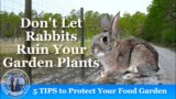 Don't Let Rabbits Ruin Your FOOD Garden: 5 Expert Tips for Deterrent