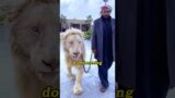 Dubai’s version of The Lion King #shortvideo #animals #touched #rescue #pets #lion #shorts