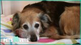 Elderly Collie With Tumor Gets Second Lease On Life | Dog Rescuers | Pets & Vets