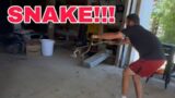 GIANT SNAKE caught barehanded