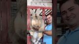 Have you ever seen such a big rabbit? #animals #rescue #rabbit #shortvideo #shorts