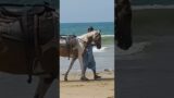 Horse and Camels at Hawks Bay Beach #hawksbay #beach #horse #camel #enjoy #sea #viral #seawaves