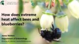 How Does Extreme Heat Affect Bees and Blueberries? – Jenna Walters, Student Research Presentation