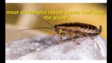 How one of the world’s most successful indoor pests took over the planet #pets #planet #world