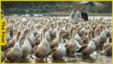 How the Chinese Make $10 Million from Raising Millions of Goose | Food Processing Machines