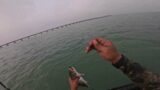 How to CATCH YOUR LIMIT in SOUTH PADRE ISLAND (SECRET SPOT)