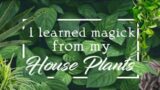 I learned magick from my house plant!