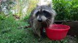 I'm in love with a raccoon !!!