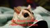 Interesting Facts About Sugar glider