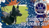 Middle TN Dog Trainers – A Shadow of His Former Self