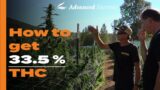 Mombacho Farms – How to get 33.5% THC outdoor : ROUNDTABLE TOKES