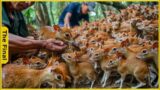 Mouse Deer! How Vietnamese Farmers Raise Millions of The World's Smallest Deer | Farming Documentary