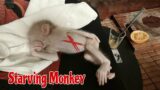 Poor baby monkey wawa starving, refused to drink milk make Dad fell into depression | Monkey Wawa