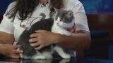 Popoki and Tea Cat Cafe in Kaimuki is closing. Here's how you can help. | National Pet Week 2024