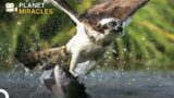 Predatory Inhabitants of the Sky | Animal Special Forces