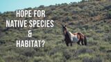 Reduction in Wild Horses | Fresh Tracks Weekly (Ep. 75)