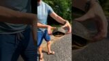 Saving a Box Turtle's Life: Heartwarming Roadside Rescue! #beautiful #nature #wildlife #georgia