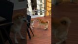 Shiba used Tail Whip. It was super effective. #cutenessoverload