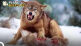 Silent Shadows of the Wilderness: Wolves | Animal Special Forces