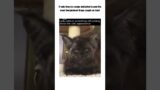 Skinwalker Cat!!! Scariest videos on the internet #scary #horror #skinwalker #unexplained