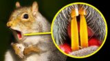 Squirrel Teeth Are Orange and 100+ Animal Facts You'll Google ASAP